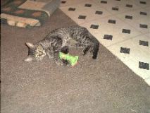 Roll 20 - 1